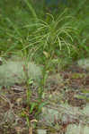 Green rockcress